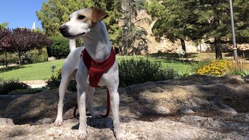 Pipper es promotor del turismo