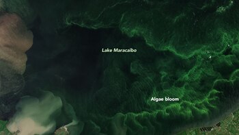 Congo Mirador, famoso por estar