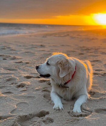Jimmy Fallon conoció a Gary