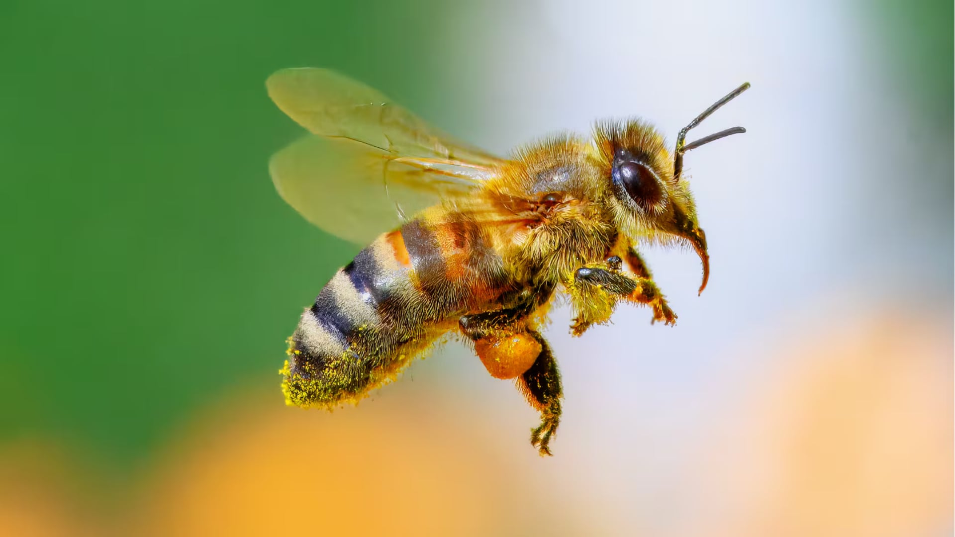 Especies de abejas nativas sin aguijón pertenecientes a la tribu Meliponini, conocidas popularmente como meliponas, angelitas o abejas “que no pican”. (Foto: Difusión)