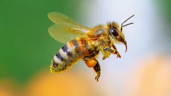 Perú se convierte en el