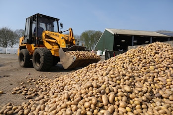 Miles de productores de papas