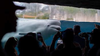 Defensores de los derechos animales