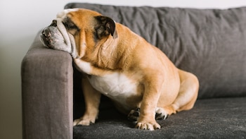 Las razas de perros con más problemas en la piel y cómo prevenir problemas dermatológicos