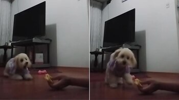 El experimento de @oriannithompson07 en TikTok que conquistó las redes