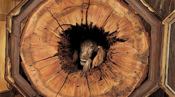 Ilustración del corte transversal de un tronco de madera con un agujero en el centro del cual asoma un animal.