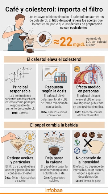 Infografía con ilustraciones de un barista preparando café, diagramas químicos, un corazón, tazas, filtros y texto explicativo.