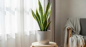 Una planta Lengua de suegra en maceta gris sobre un taburete de madera frente a una ventana con cortinas blancas; una silla con manta al fondo.