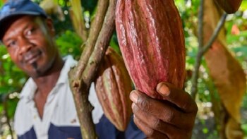 Cultivador de cacao. Foto: Agronet