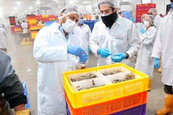 El camarón es uno de