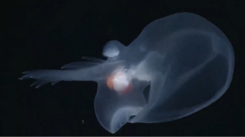 Esta babosa, llamada el "molusco