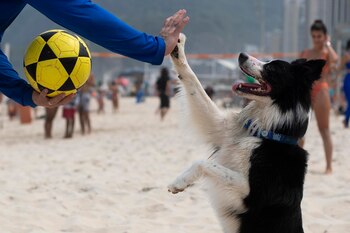 Border Collie jugando en la