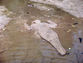 Ana Mendieta, Silueta de Arena, 1978