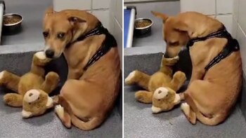 La canina encontró el consuelo