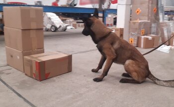 Droga oculta en paquetes incautada