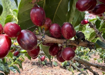 La nueva marca colectiva permitirá identificar y proteger el café producido por familias de la comunidad cartaginesa. Crédito: Isel Martínez