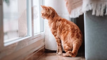 Los síntomas de la demencia