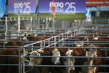 Con 390 animales en pista,