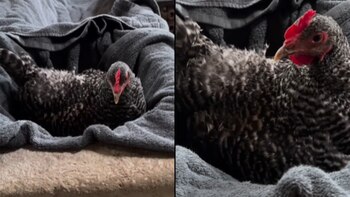 DeGeneres decidió nombrar así a