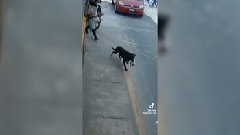 El perro roba cemitas es