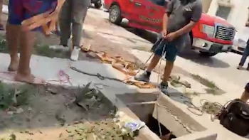 En colaboración entre vecinos y equipos de emergencia rescataron al ejemplar