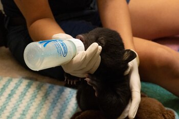 Por el momento, la posibilidad