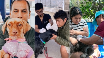 Campaña veterinaria exitosa. (Fotocomposición Infobae