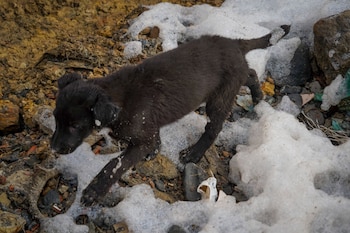 Cada temporada esta espuma llena