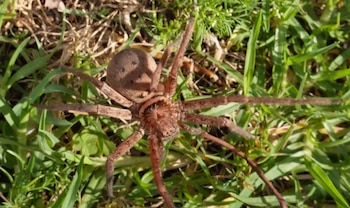 Una araña de color marrón con ocho patas largas y cuerpo peludo se encuentra sobre el césped verde y algunas hojas secas