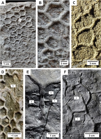 Seis paneles etiquetados de la A a la F que muestran relieves fósiles sobre rocas con formas de red hexagonal y barras de escala