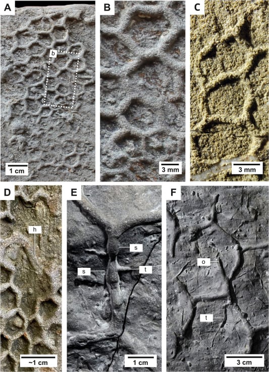 Las paredes rectas y los ángulos de 120 grados de las galerías coinciden con la mecánica de excavación de animales con apéndices articulados (Gentileza, estudio ¿Pueden los artrópodos producir Paleodictyon?, publicado en Earth-Science Reviews)