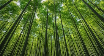 La planificación del paisaje forestal