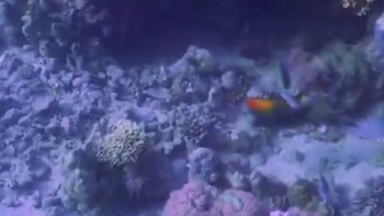 Parte de los golpes que