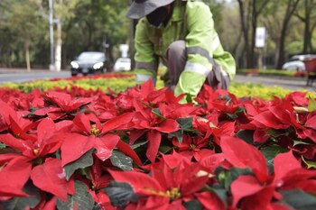 La colocación de las nochebuenas