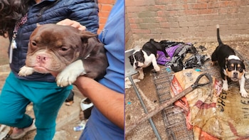 Rescatan en Cuautitlán perros de