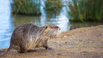 Esta especie de nutrias son