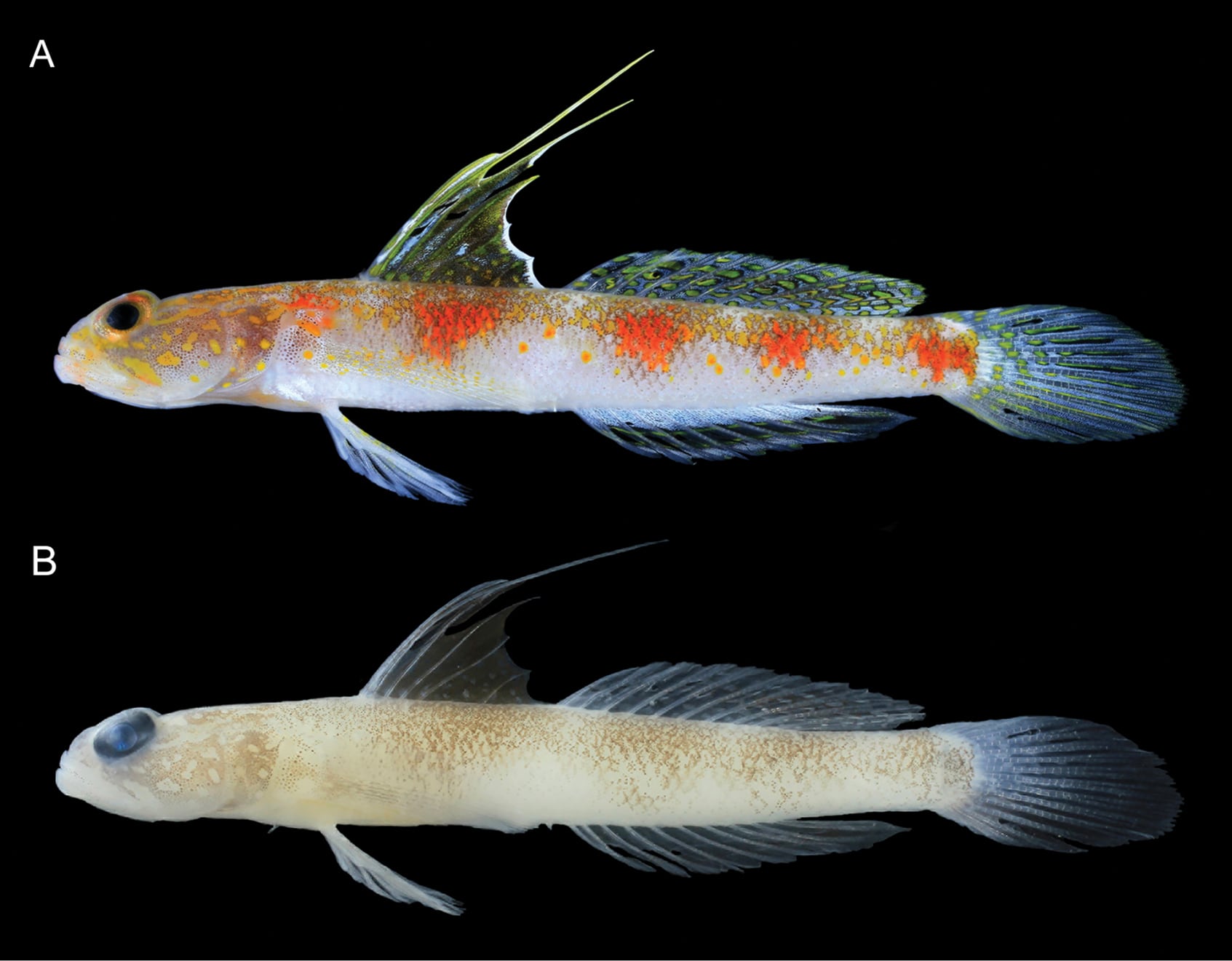 El nuevo pez presenta 18 radios pectorales y más de 60 filas de escamas, rasgos que lo diferencian de su pariente más cercano registrado en Japón (Gentileza, estudio: Tomiyamichthys oriens , una nueva especie de gobio camarón (Teleostei , Gobiidae) de la costa de Banyuwangi, Java Oriental, Indonesia, publicado en ZooKeys)