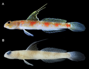 Dos peces del género Tomiyamichthys sobre un fondo negro: el superior con manchas anaranjadas y el inferior de color blanquecino