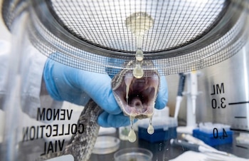 Un científico con guantes azules sostiene una serpiente de la cual gotea veneno de su boca abierta, cayendo a través de una malla metálica en un entorno de laboratorio