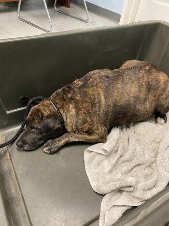 Aunque la mascota escapó de