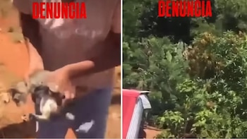 Las imágenes difundidas indicaron que el hombre tomó al gato de las patas traseras y lo lanzó desde una gran altura - crédito Captura de video