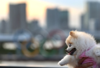 En el estudio actual, los