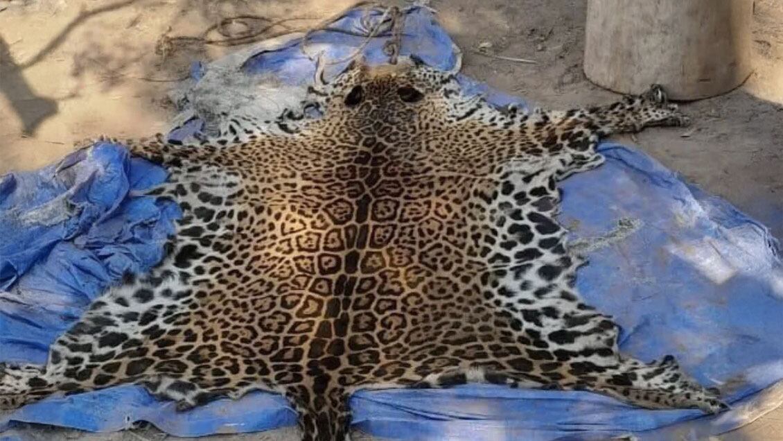 La piel del yaguareté que cazaron y carnearon los cuatro condenados nunca se encontró. Tampoco el arma utilizada para matarlo, a pesar de los numerosos allanamientos realizados por la Justicia de Formosa