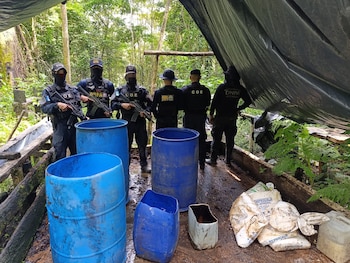 Los arbustos encontrados en la zona alcanzaban una altura aproximada de dos metros. (Foto: DNPA)