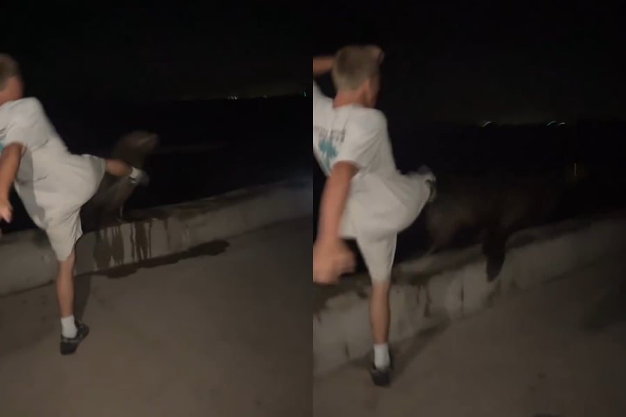 La Fiscalía sostuvo que dos golpes fueron dirigidos a la cara del lobo marino y que el joven lo persiguió cuando intentó escapar (Captura de video: @SDCANews).