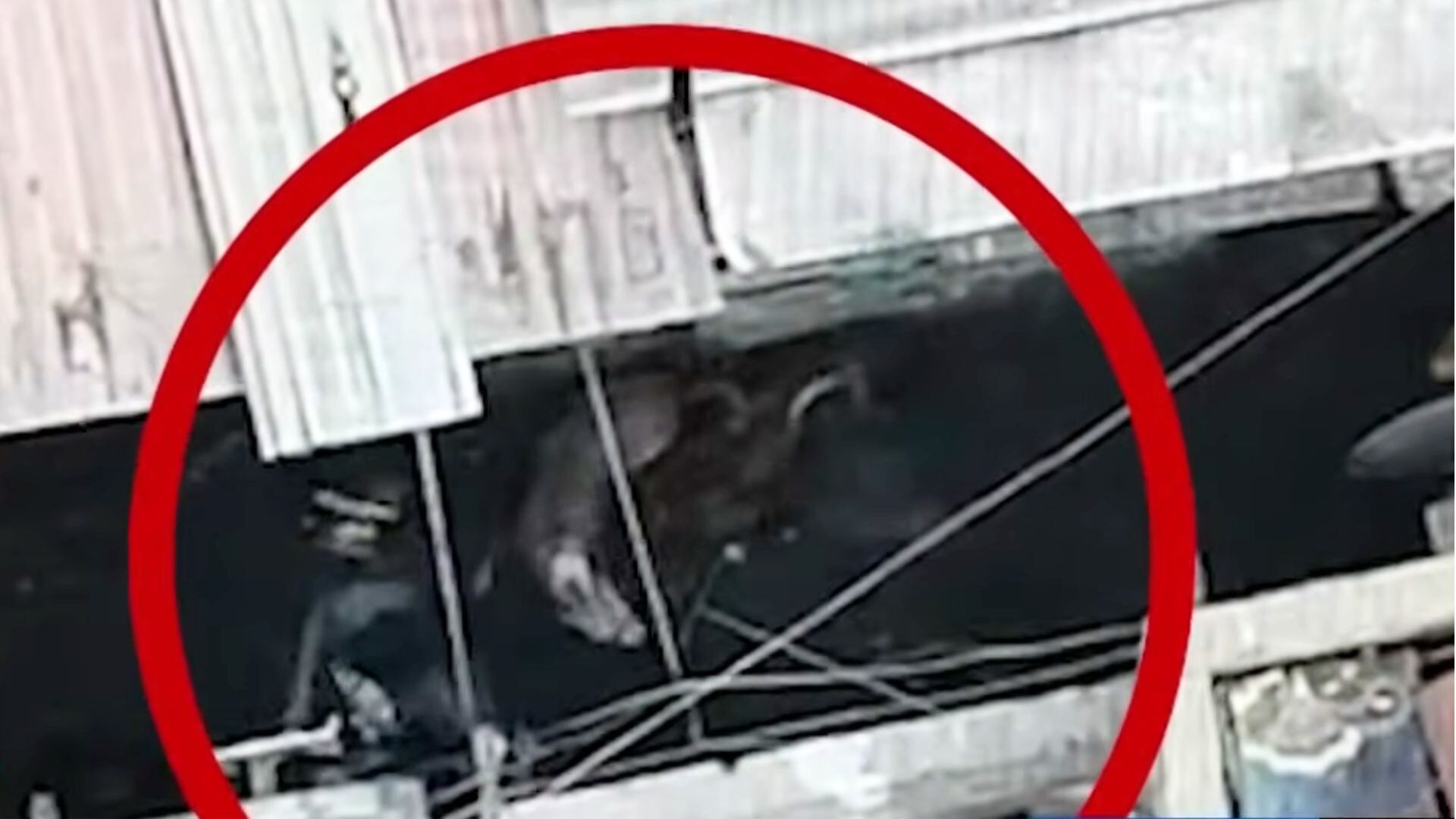 Delincuentes lanzan perros contra agentes en pleno allanamiento antidrogas en Surquillo - BDP