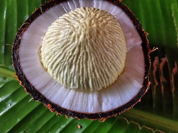 Aunque no es muy conocida,