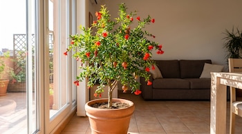 Granado en maceta de terracota con flores rojas y frutos verdes. Junto a puerta de vidrio. Interior con sofá marrón, mesa de madera. Balcón exterior.