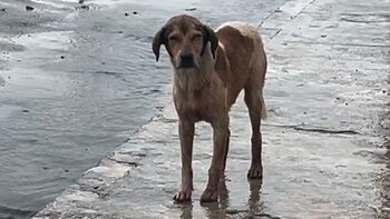 La denuncia del colectivo Esperanza