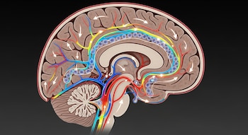 La arquitectura de la vasculatura